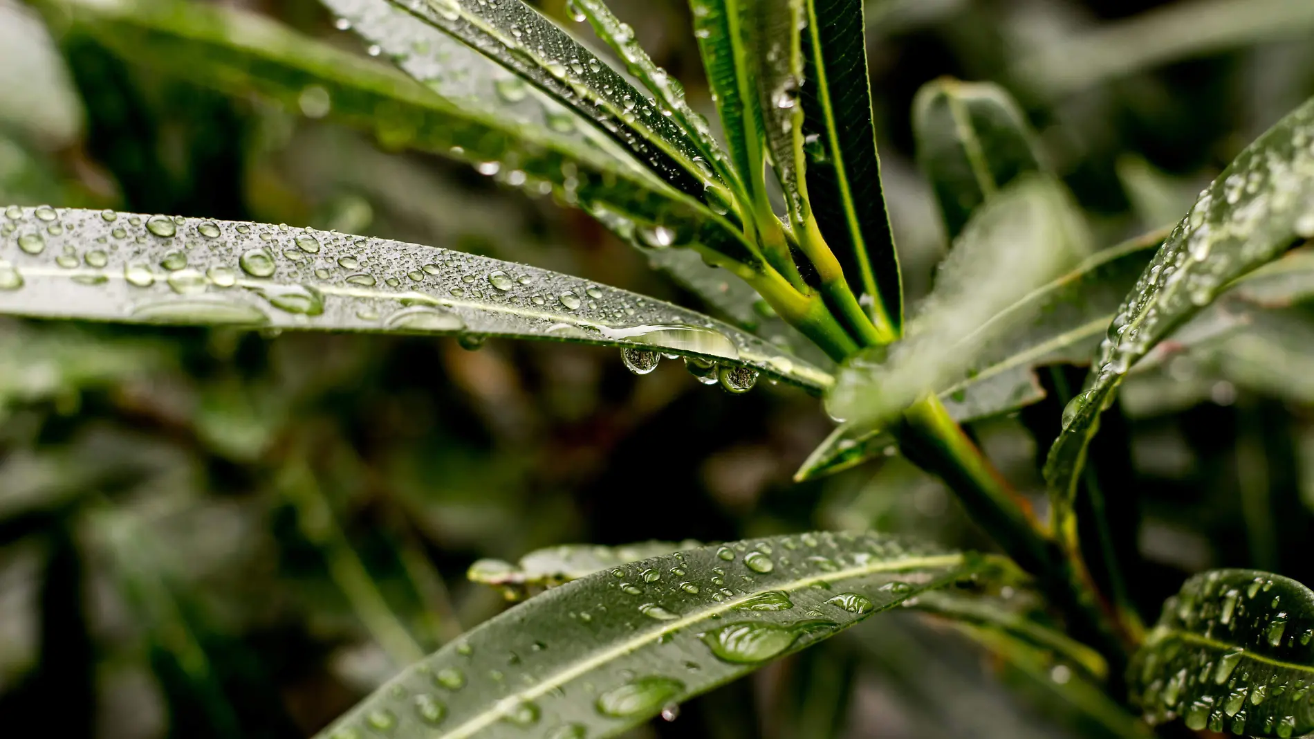 planta con lluvia